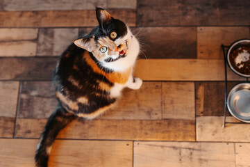 The cat looks up. A tricolor cat is begging for food on the kitchen floor. A cat with cute eyes is asking for food on the kitchen floor.