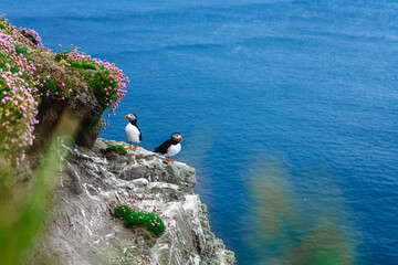 Puffins at Dunnet Head