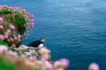 Puffins at Dunnet Head
