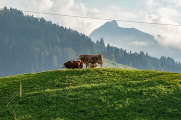 Beautiful swiss cows. Alpine meadows. farm.