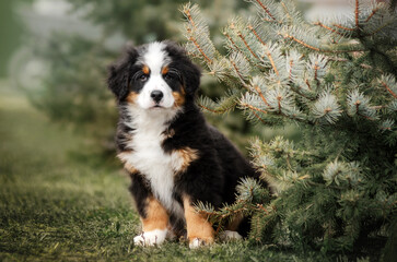 Naklejka na ściany i meble bernese mountain dog cute puppy photo lovely pet portrait on nature background 