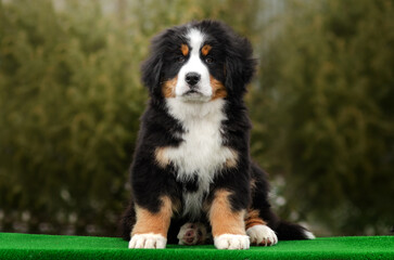 bernese mountain dog cute puppy photo lovely pet portrait on nature background
