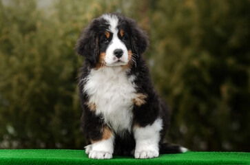 bernese mountain dog cute puppy photo lovely pet portrait on nature background
