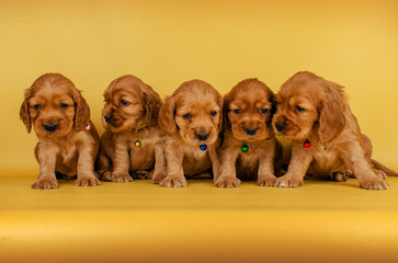 english cocker spaniel dog photo session of bright cute puppies on a yellow background pet...
