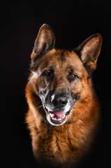 german shepherd dog lovely portrait on black background magical light
