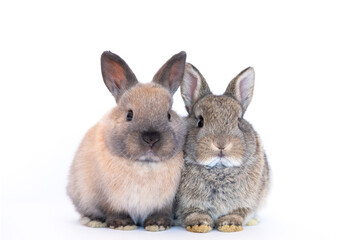 Group of brown cute baby rabbits sitting isolated on white background. Lovely young brown rabbits sitting.