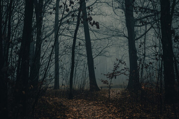 Dark forest foggy day mysterious scenery moody autumn