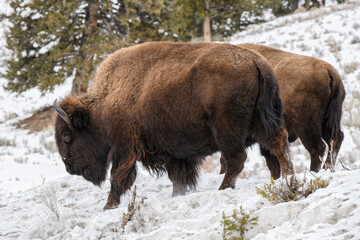 Herd of American Bison, Yellowstone National Park. Winter scene.