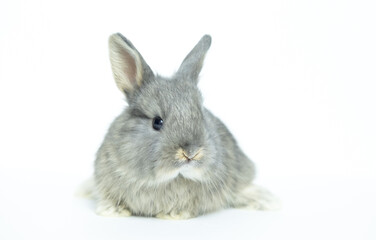 Grey baby rabbit on a white background copy space