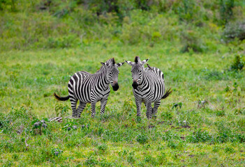 Fototapeta na wymiar Two funny zebras in a natural environment in an African park in tanzania stand next to one another and look at the camera. A bird sits on a zebra