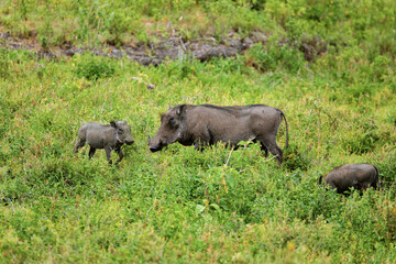 a female with baby of common warthog look closely at the camera in a natural environment in the African Park