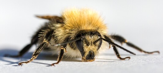 bumblebee insect isolated on the white background