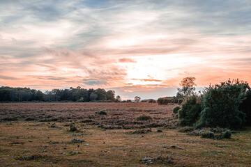 New Forest Sunset