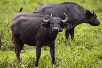 herd of African black buffaloes in a natural environment, in a tanzanian national park, looks very close at the camera. buffalo portrait