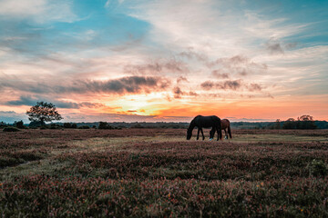 New Forest Sunset