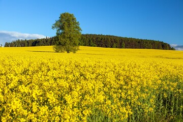 Field of rapeseed, canola or colza in Latin Brassica Napus