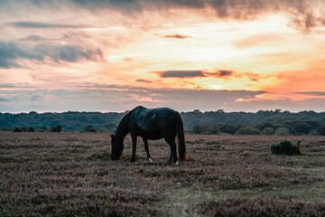 New Forest Sunset