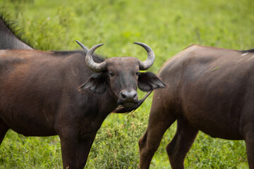 herd of African black buffaloes in a natural environment, in a tanzanian national park, looks very close at the camera. buffalo portrait