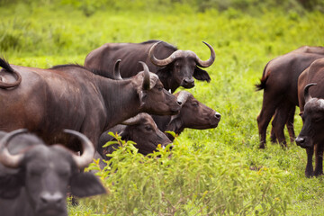 herd of African black buffaloes in a natural environment, in a tanzanian national park, looks very close at the camera. buffalo portrait