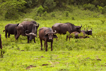 Naklejka na ściany i meble herd of African black buffaloes in a natural environment, in a tanzanian national park, looks very close at the camera. buffalo portrait
