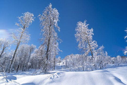 winter trees in Sochi mountains