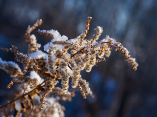 Frozen dry grass, close up. Abstract winter of autumnal natural background