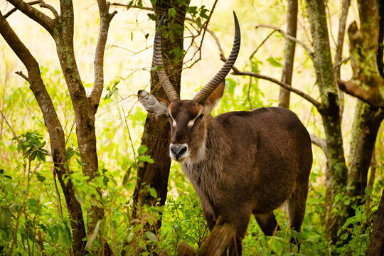 close-up photo of male common waterbuck stands very close to the camera against the backdrop of trees, looking into the camera in national african park.