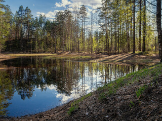Fototapeta na wymiar Beautiful colorful summer spring natural landscape with a lake in a pine forest.