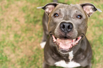 Pit bull dog playing in the park. Green grass and wooden stakes all around. Selective focus