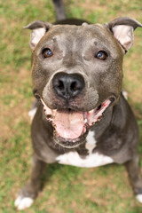 Pit bull dog playing in the park. Green grass and wooden stakes all around. Selective focus