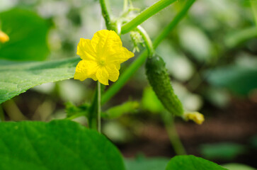 Cucumber ovary, yellow young cucumber flower, flowering