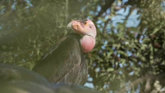 This video shows a rare California condor perched in a tree, with leaves blowing in the background.