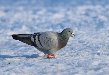 Feral pigeon