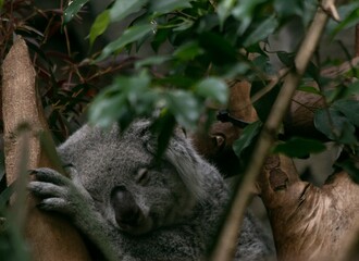 Sleeping Koala
