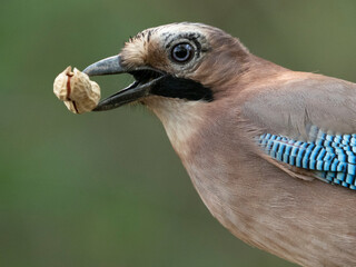 jay with hazelnuts