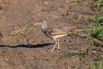 A Spotted Sandpiper bird (Actitis macularius) posing nicely on a dirt path, viewed up close at the height of the breeding season.