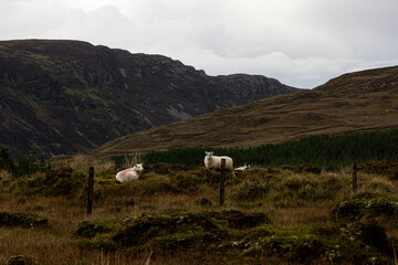 Fototapeta premium sheep in the mountains