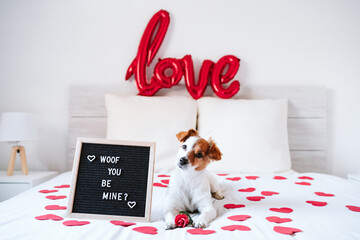 adorable jack russell dog on bed at home by letter board Woof you be mine. Valentines concept