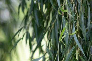 Tree leaves up close
