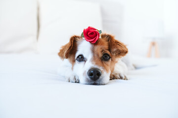 cute jack russell dog at home with red rose on head, romance Valentines concept