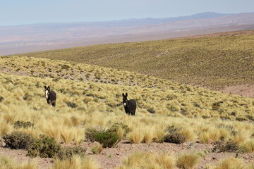 Burro selvagem Deserto do Atacama paisagens texturas cores flamingos