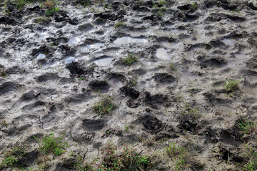 Surface of mud with hoof prints from cattle. Background or backdrop for design. Graphic resource...