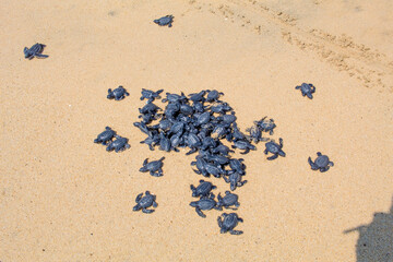 tortugas siendo  liberadas en la playa