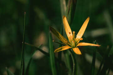 Small flowers of Gagea lutea or goose onions close-up. Yellow Star-Of-Bethlehem spring blooming on sunny day. Nature and botany, flowers with yellow petals for garden decoration
