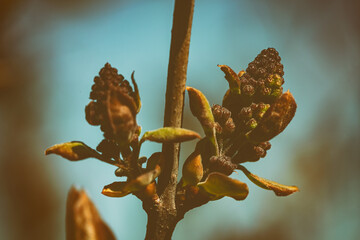 The first leaves and swollen lilac buds in the spring. Lilac buds open in early spring. A natural background. Blurred background