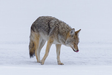 Obraz premium Wildlife of Yellowstone National Park. Wild Coyote hunting in the snow.