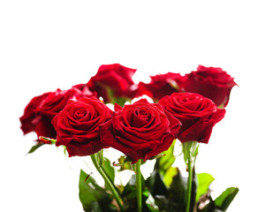 Red large buds of a bouquet of roses on a white background - juicy dense velvet petals