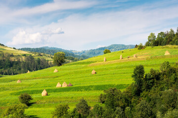 Obraz premium rural landscape in mountains. haystacks on the hill near the forest. sunny weather with clouds on the sky. rustic carpathian scenery in summer