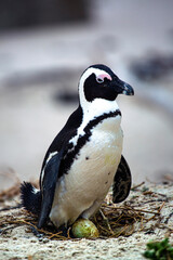 Fototapeta premium Penguin on a nest close-up in South Africa.