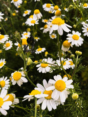 Fototapeta premium daisies in a field